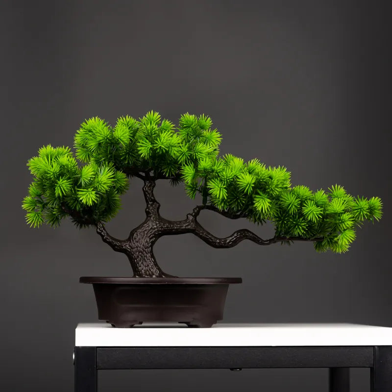 Premium 27cm Pine Bonsai