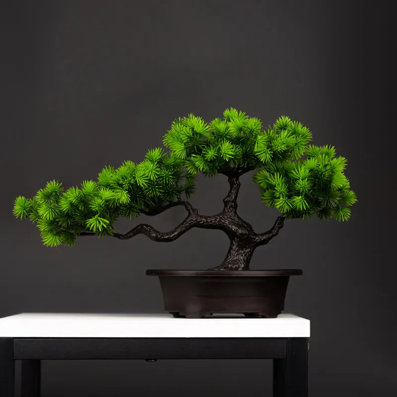 Premium 27cm Pine Bonsai