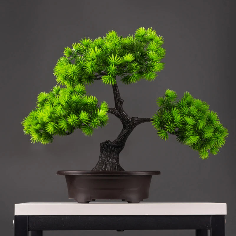 Premium 27cm Pine Bonsai