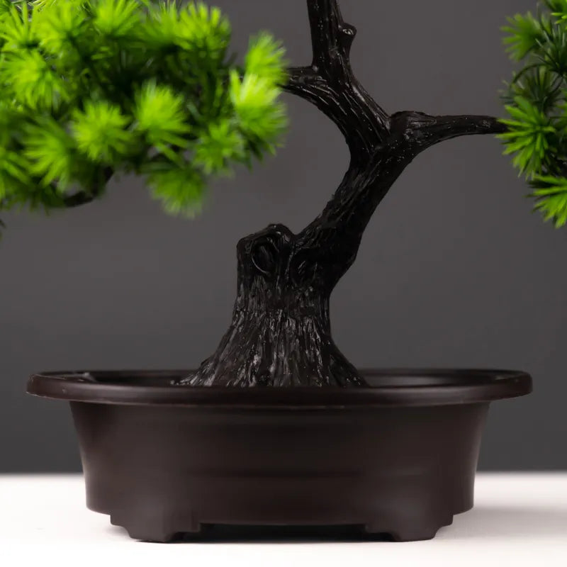 Premium 27cm Pine Bonsai