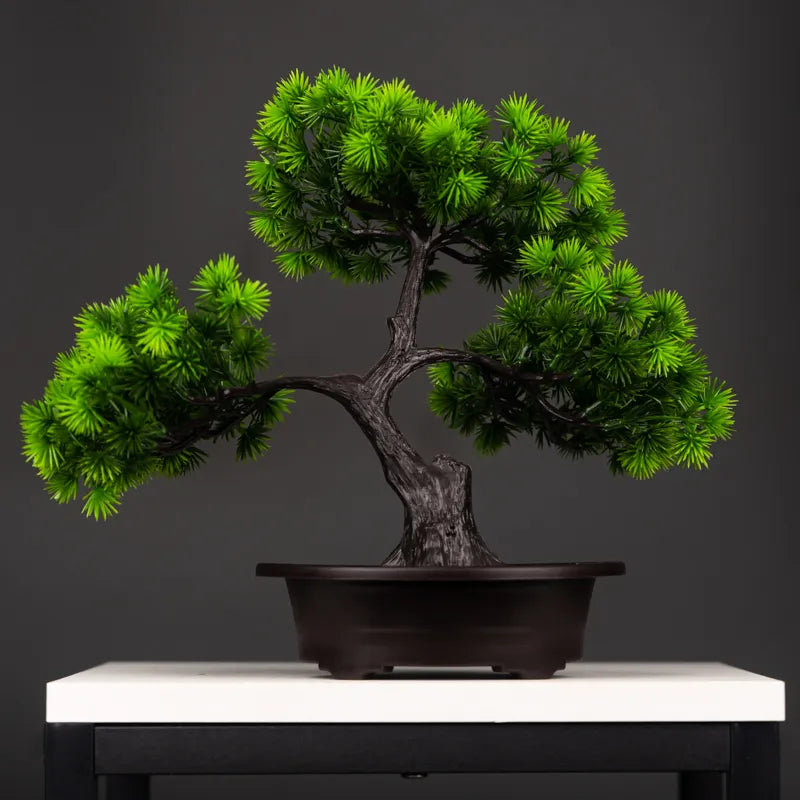 Premium 27cm Pine Bonsai